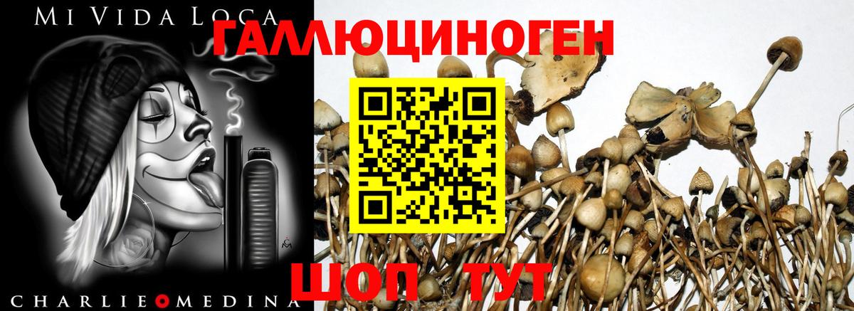 Галлюциногенные грибы мицелий  Вход с VPN  купить закладку  Псилоцибиновые грибы Cubensis  Сегежа 